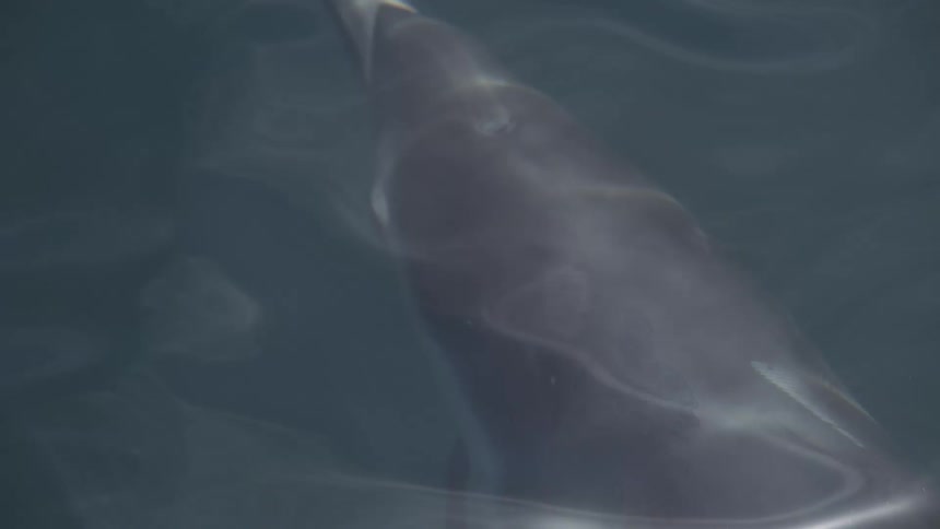 Dolphin swims submerged with light reflections rippling across its body underwater