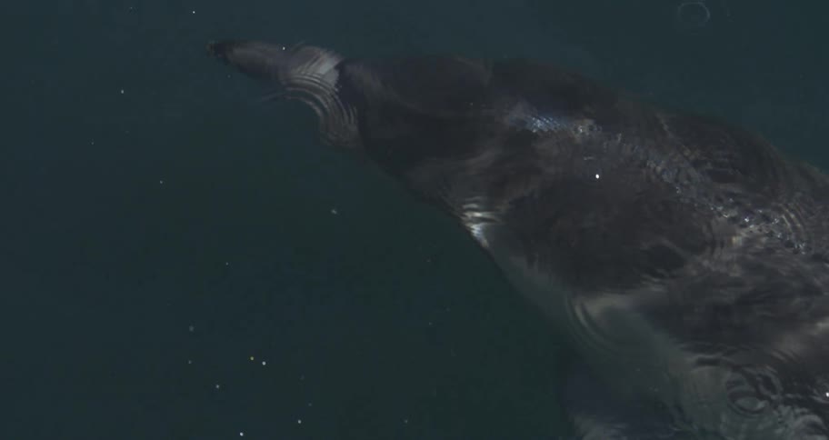 A closeup shot features a dolphins head and face gliding just beneath the dark ripplefilled surface of the waterthe second video shows a pod of dolphins swimming in choppy dark blue water with one individual briefly emerging to breach and splash