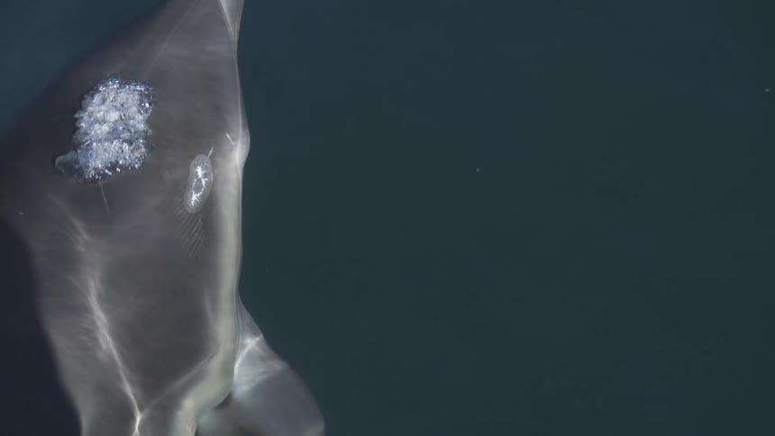 A close view shows a dolphins gray head and face breaking the dark water surface creating white foam and spray