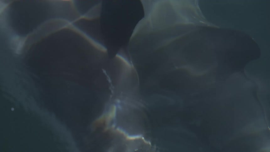 A view of some dolphins swimming in the ocean