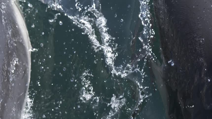 Dolphins swim at the surface of the ocean during the daytime