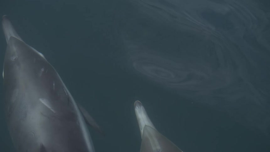 An underwater high angle view shows two dolphins swimming closely side by side just beneath the rippling dark blue ocean surface