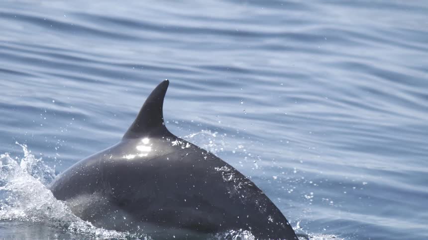 Dolphin breaching out of the water outdoors at the sea during day time