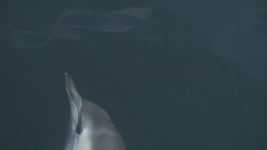 A dolphin swimming underwater in the blue sea