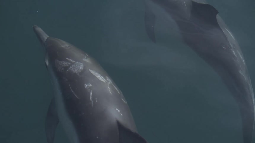 Two dolphins glide through deep blue water creating sparkling ripples and splashes as they move gracefully together