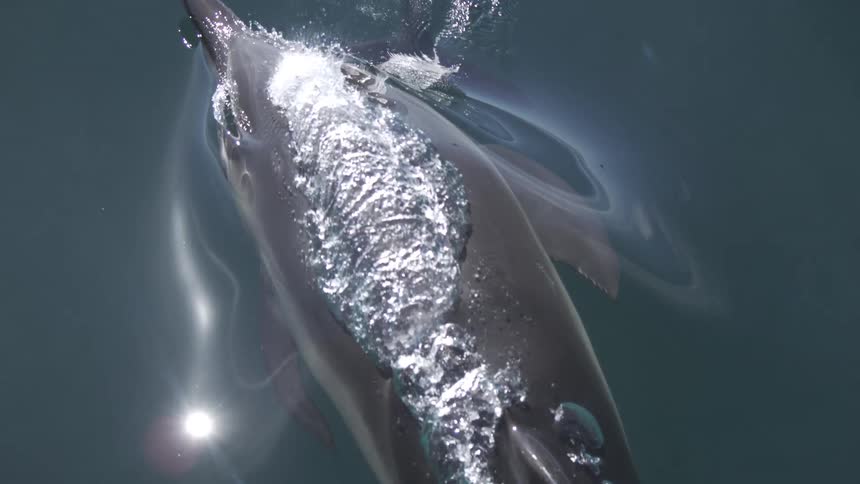 A dolphin emerging from the water and surfacing to breathe squirting a jet of water upwards