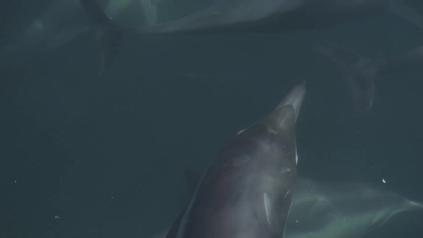 A group of dolphins swim around each other beneath the ocean surface