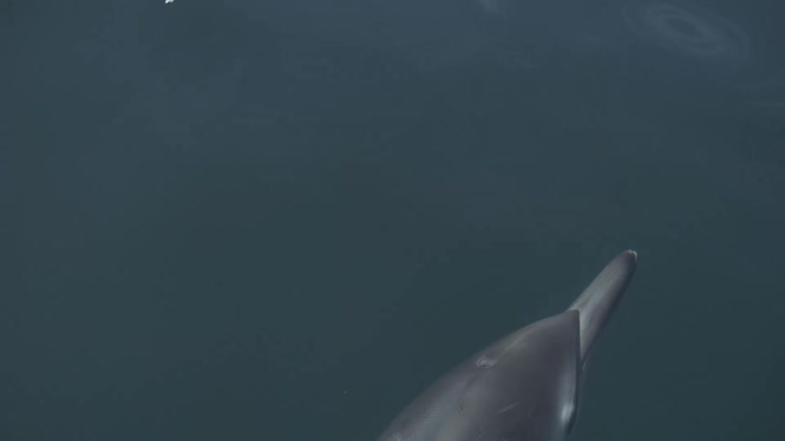 Dolphin swims submerged in deep water with the body partially visible