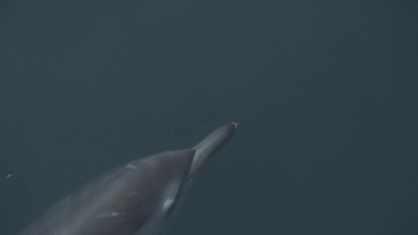 A close view of a dolphin or porpoise visible underwater as it swims just beneath the dark surface creating ripples