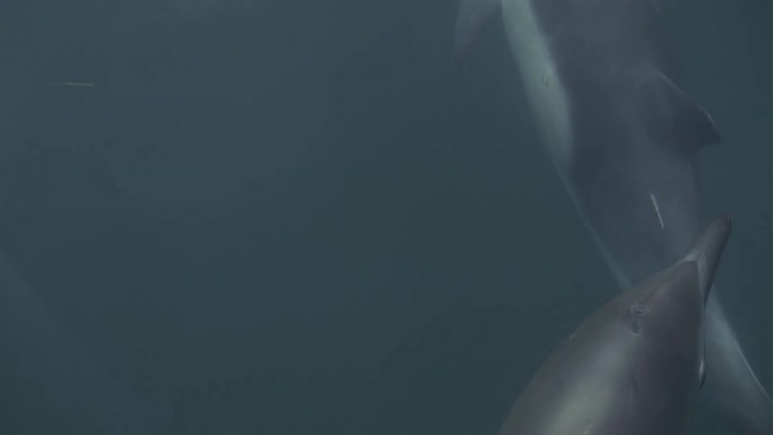 Two dolphins swim together just beneath the dark ocean surface with the snout of one visible in the lower right