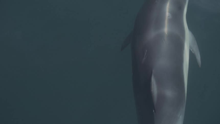 Two dolphins swim submerged side by side in deep blue water