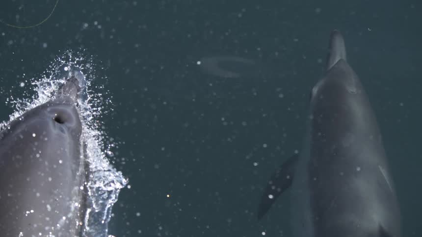 A pair of dolphins surfaces and swims sidebyside in dark water with one marine mammal briefly breaking the surface creating an energetic spray