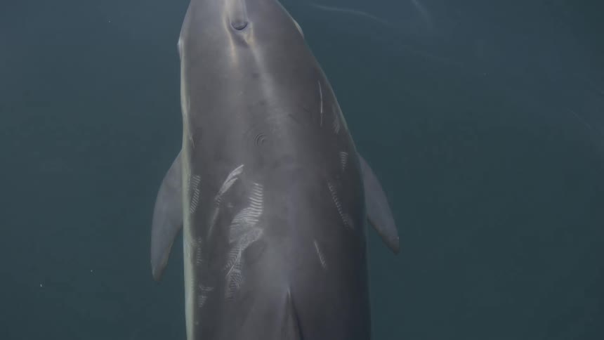 Dolphin swims submerged with its snout pointed upward in deep water