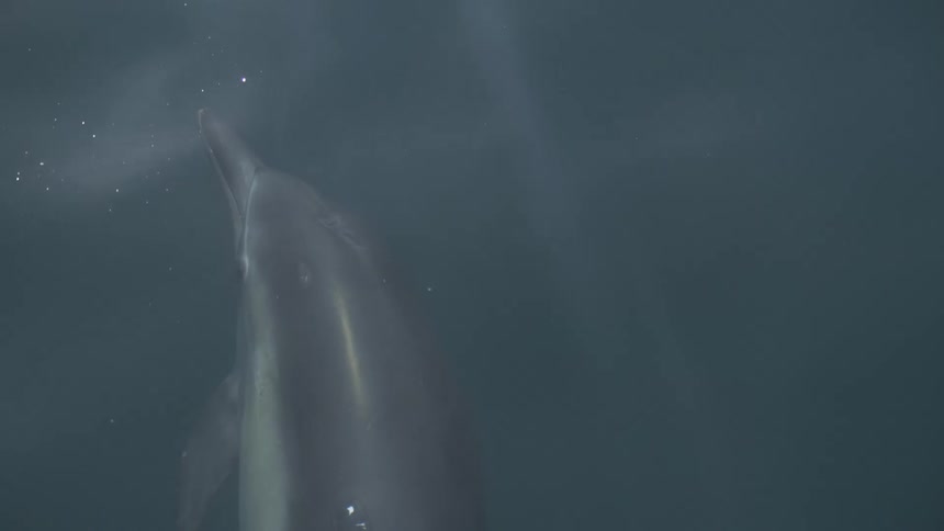 A dolphin swims upward through shadowy water toward a bright sun lit surface