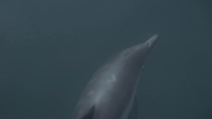 Dolphin drifting underwater close to the surface outdoors during day time