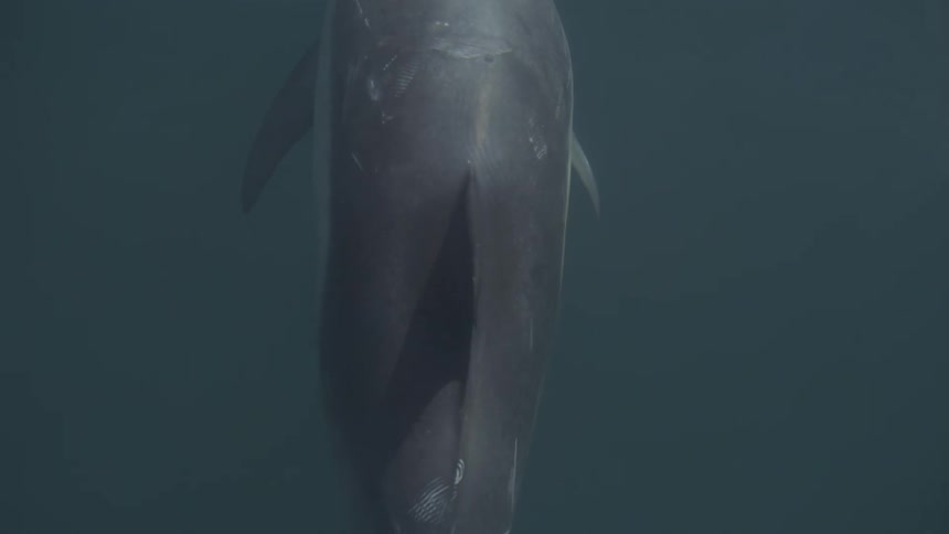 An overhead shot follows a single dolphin as it glides gracefully through dark blue water with scars visible on its back