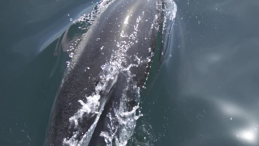 Dolphin glides beneath the water surface with a trail of bubbles reflecting light above