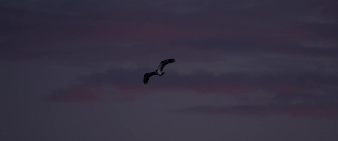 A large bird soars through the sky at dusk