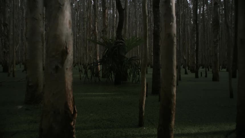 A dense forest of thin dark trunks rises from a green vegetated swamp