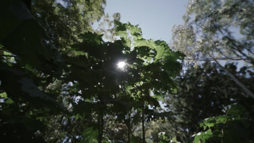 Sunlight filtering through the dense green canopy of a forest