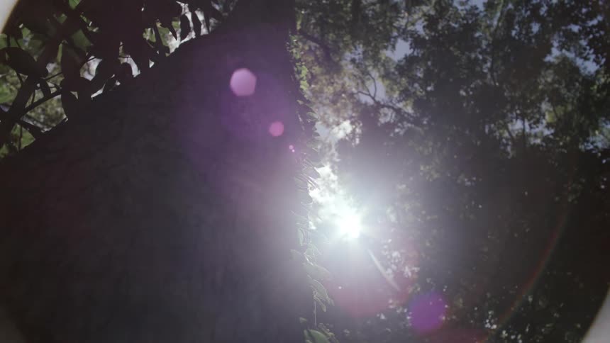 The video is a lowangle shot looking up a tall dark tree trunk covered in thin vines bright sunlight breaks through the canopy above creating a heavy lens flare and lens dust effects