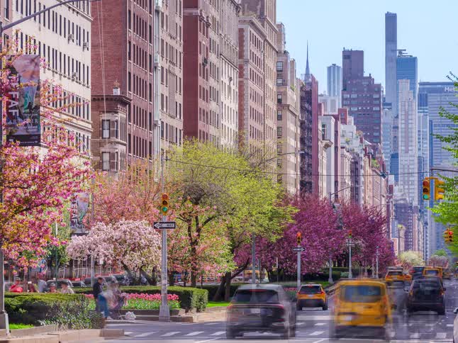 Cherry trees and other spring blossoms frame a busy new york city street lined with historic apartment buildingspeople cars and modern skyscrapers in the distance