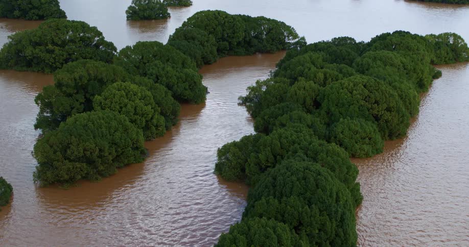 Treetops stand above the flood water
