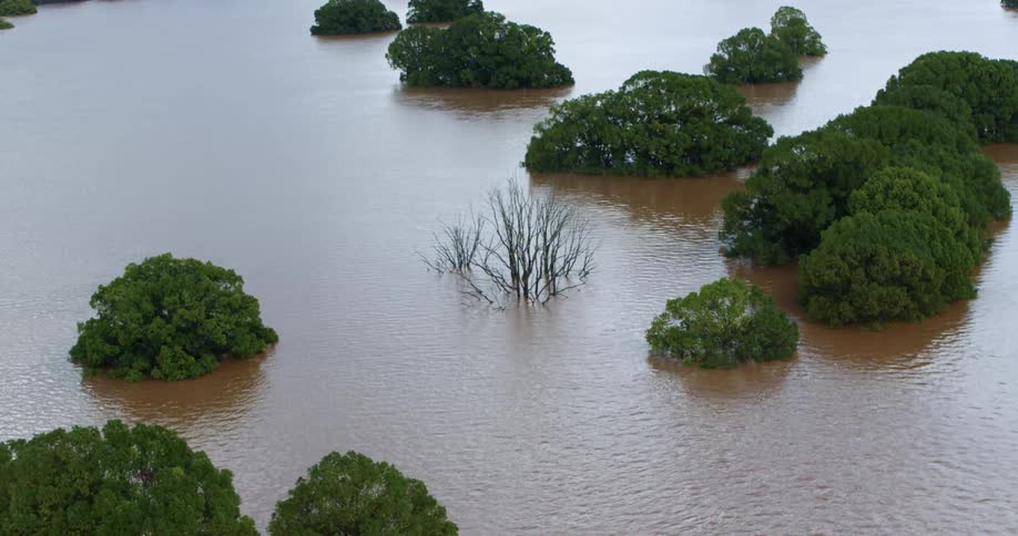 Isolated trees appear partially submerged in a fully flooded area with muddy water