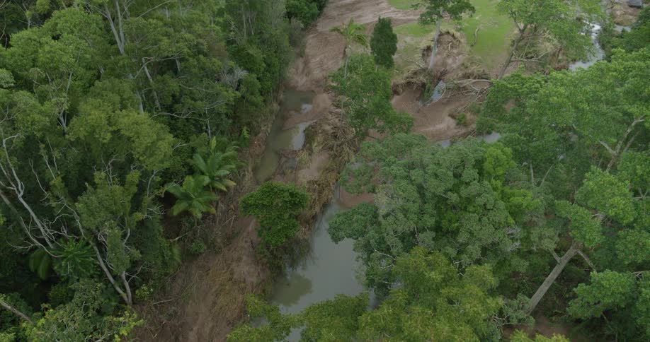 Flooding stream passes through a forest on a summer day