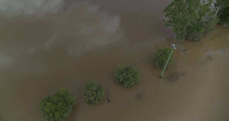 Muddy water surrounds a utility pole and multiple trees during a flood