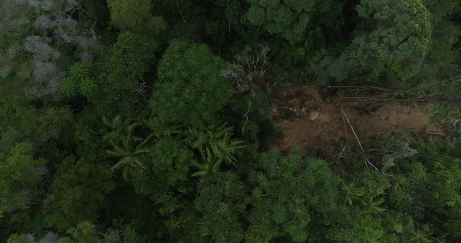 An aerial view shows a dense green forest suddenly being ripped apart by a massive landslide revealing raw earth and broken trees