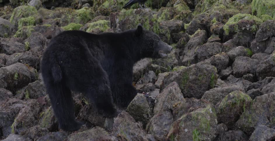 Black bear on a rocky incline