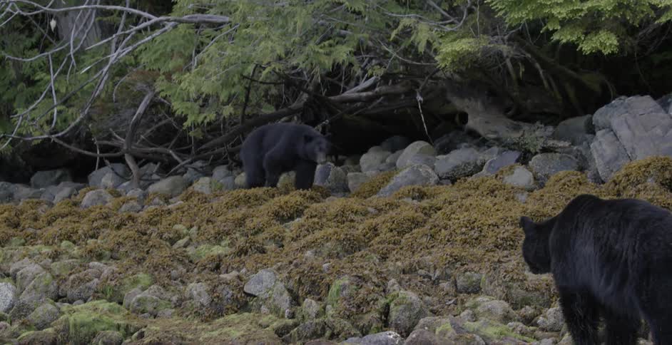 A bear walks near boulders and rocks