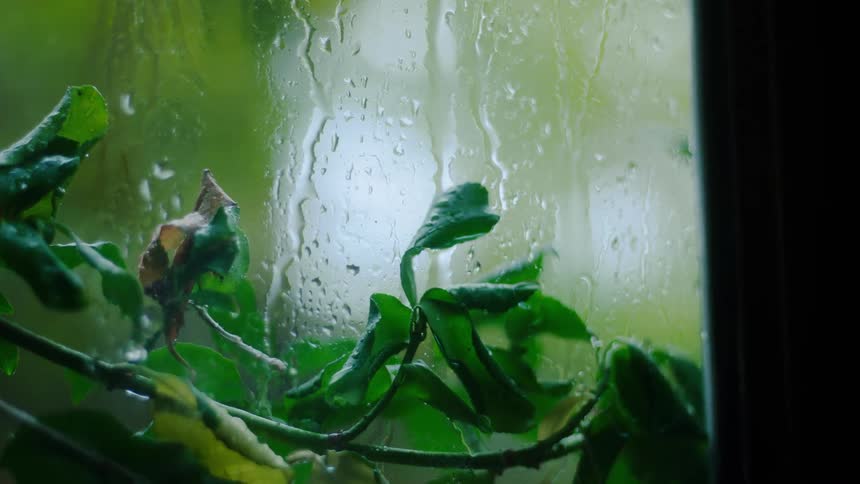 Rain streaks down a windowpane forming rivulets and droplets as a vibrant green plant is visible just beyond the glass creating a serene lush view from an interior space on a rainy day