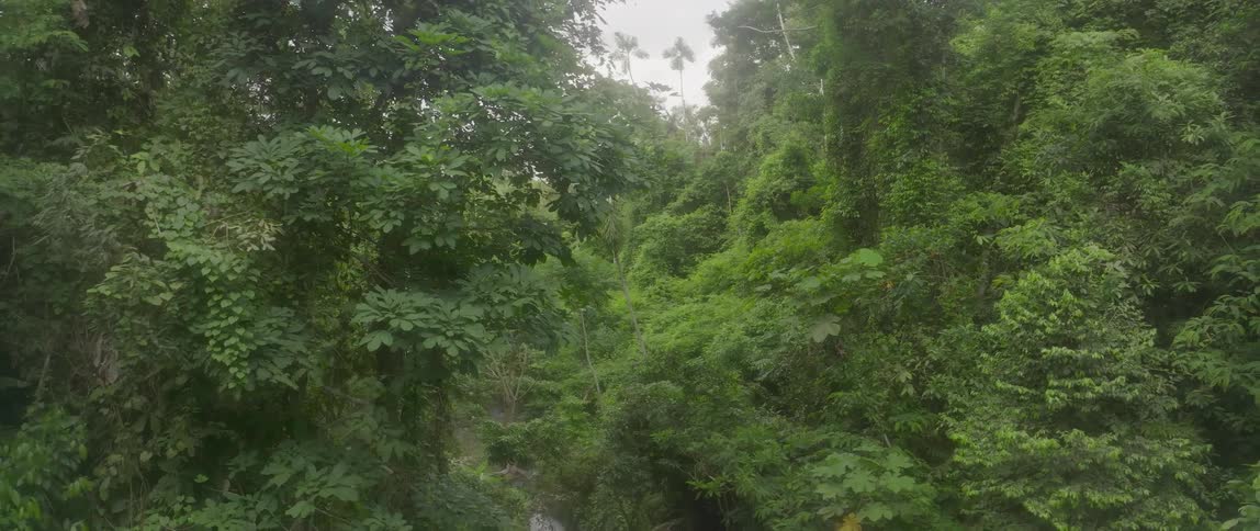 Dense tropical vegetation with tall trees and narrow waterway through the foliage