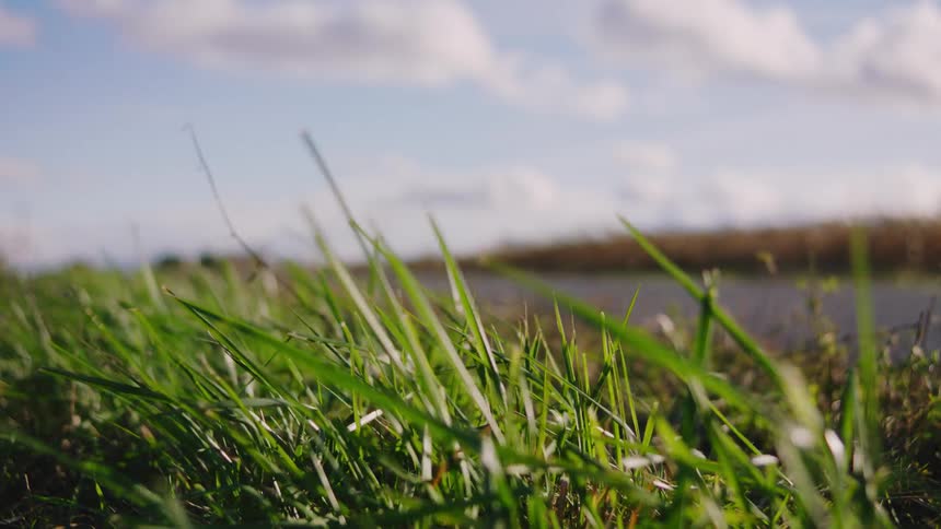 Green grass sways gently in the foreground while a blurred vehicle passes on the road behind