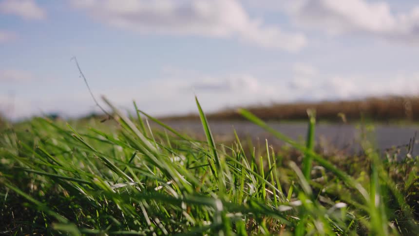 Vibrant green grass in front of a road that has traveling cars under a bright slightly cloudy blue sky and a distant outoffocus background showing brown dry vegetation