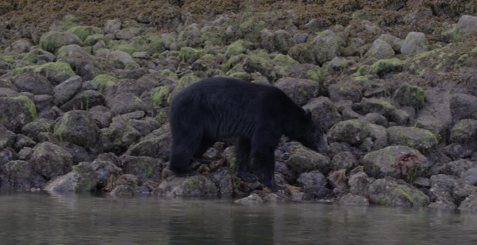 A bear walks along a rocky shoreline