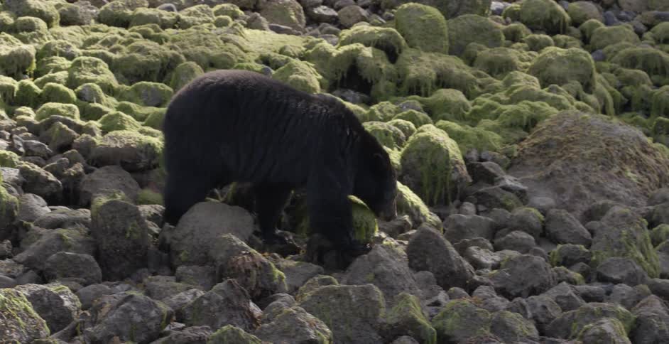 Bear walking over mossy rocks in wilderness