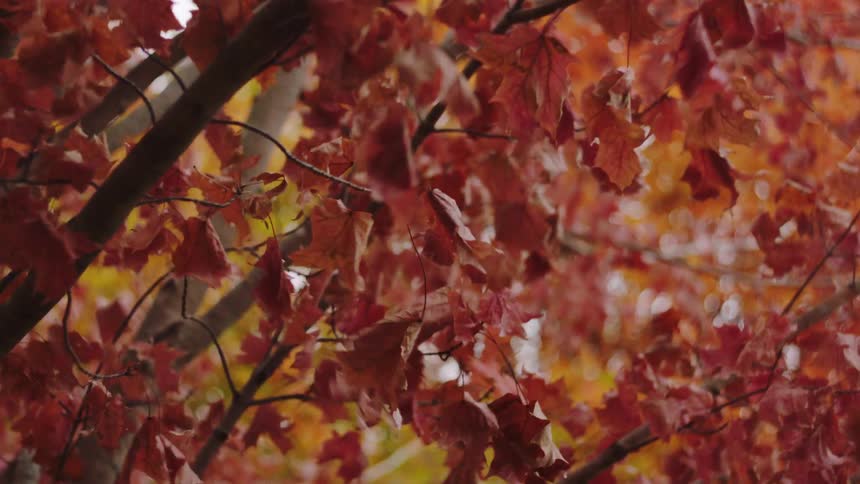 The camera is moving back and forth while recording the red and yellow leaves and it sometimes goes out of focus