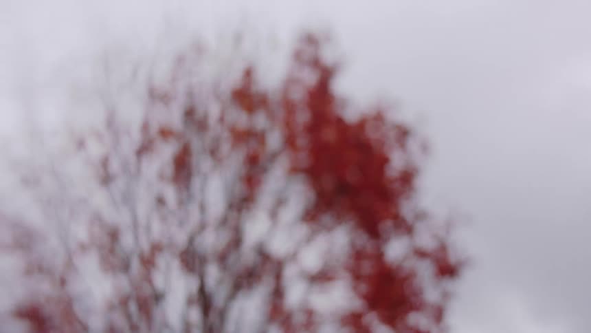 Red autumn foliage with motion effect against cloudy sky
