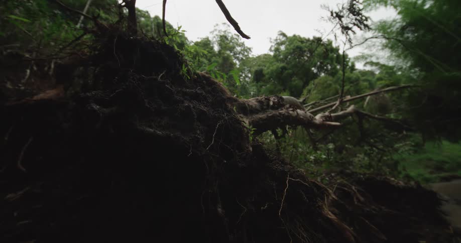 A very low angle view of the massive dark root structure of an uprooted tree with lush green jungle trees and bamboo stalks visible in the bright background