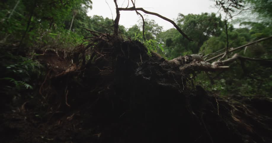 The roots of the fallen tree are incased in dirt and you can see the standing trees all around it