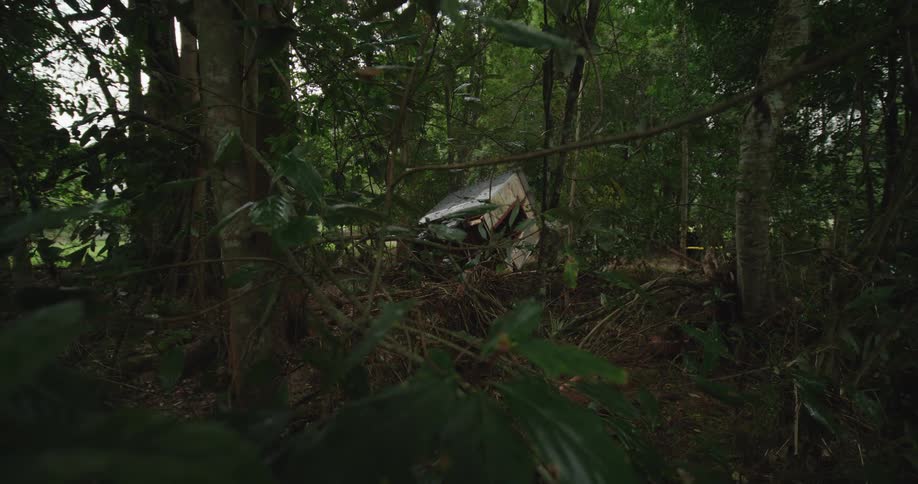 Wrecked car situated among trees in a dense forest area