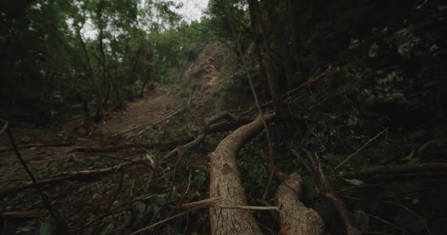 The video captures an upward view of a rough narrow path winding through a dense dark forest the foreground is cluttered with fallen logs and branches indicating the path is heavily obstructed or recently damaged
