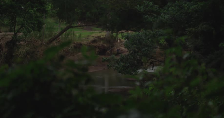 River flowing through trees with exposed roots on vegetationcovered bank