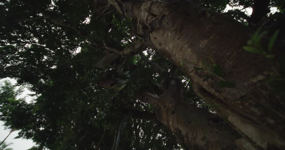 A close up of some trees in a forest