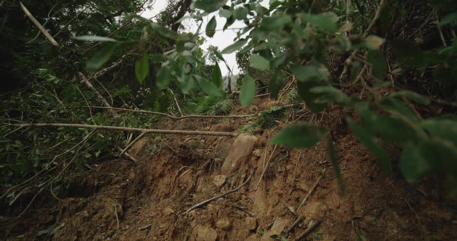 A dense green forest scene is shown with the foreground dominated by a steep dirt slope likely caused by a small landslide covered in thick foliage and scattered debris