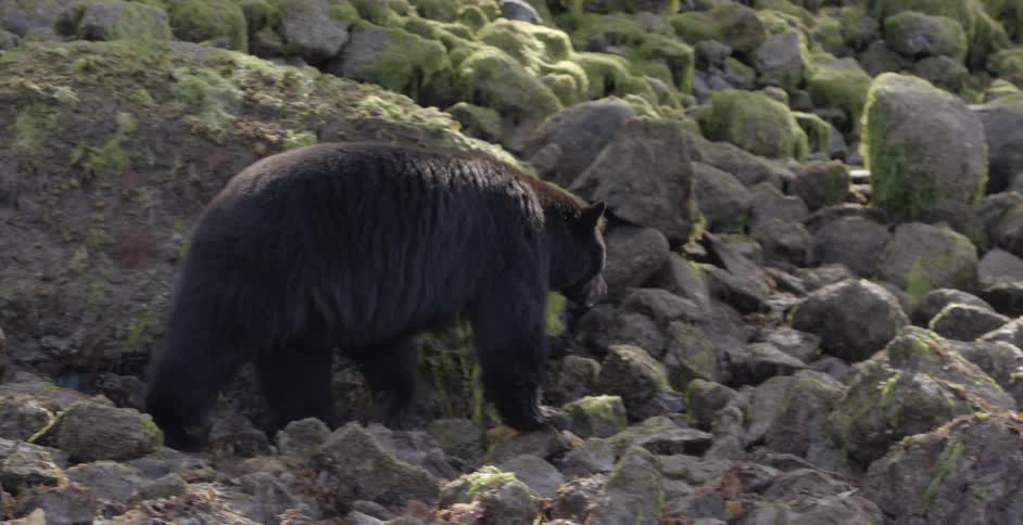 Bear walking over mossy rocks in wilderness
