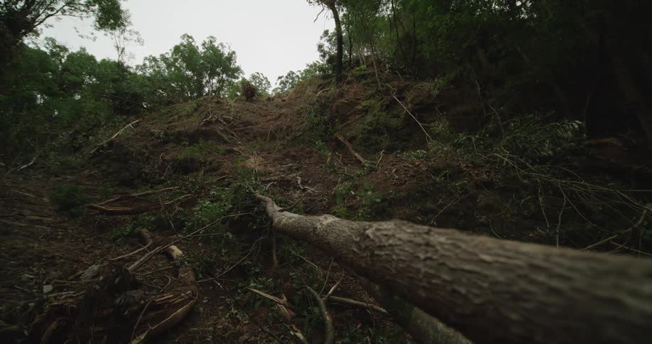 A fallen tree is in the forest